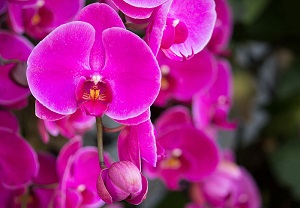 Orchid Exotic Beauty