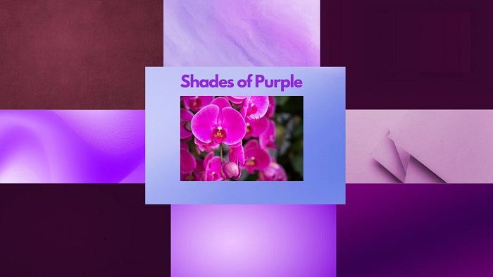 Shades of Purple