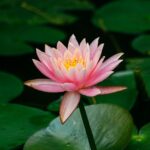 Lotus Flower