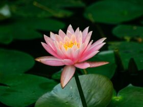 Lotus Flower